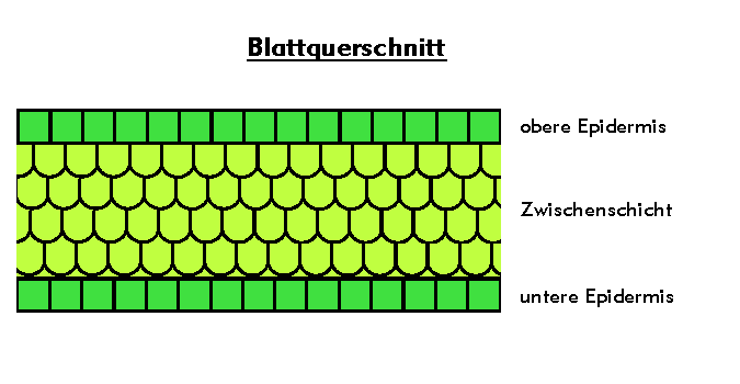 Blattquerschnitt