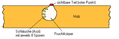 Pilzkrebs
