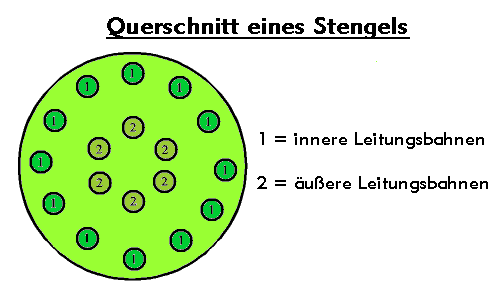 Stängelquerschnitt