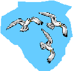 Vögel